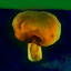  Collect 1 mushroom