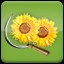 Harvest Sunflower (2)