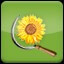 Harvest Sunflower (1)