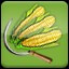 Harvest Corn (3)