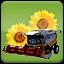 Seeding Sunflower (2)