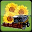 Seeding Sunflower (3)